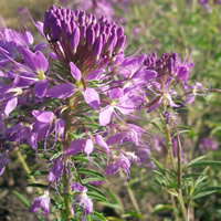 Cleome serrulata flower